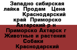 Западно-сибирская лайка. Продам › Цена ­ 3 000 - Краснодарский край, Приморско-Ахтарский р-н, Приморско-Ахтарск г. Животные и растения » Собаки   . Краснодарский край